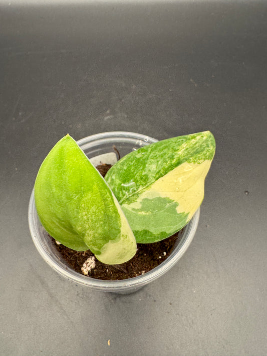 Scindapsus Mangurai