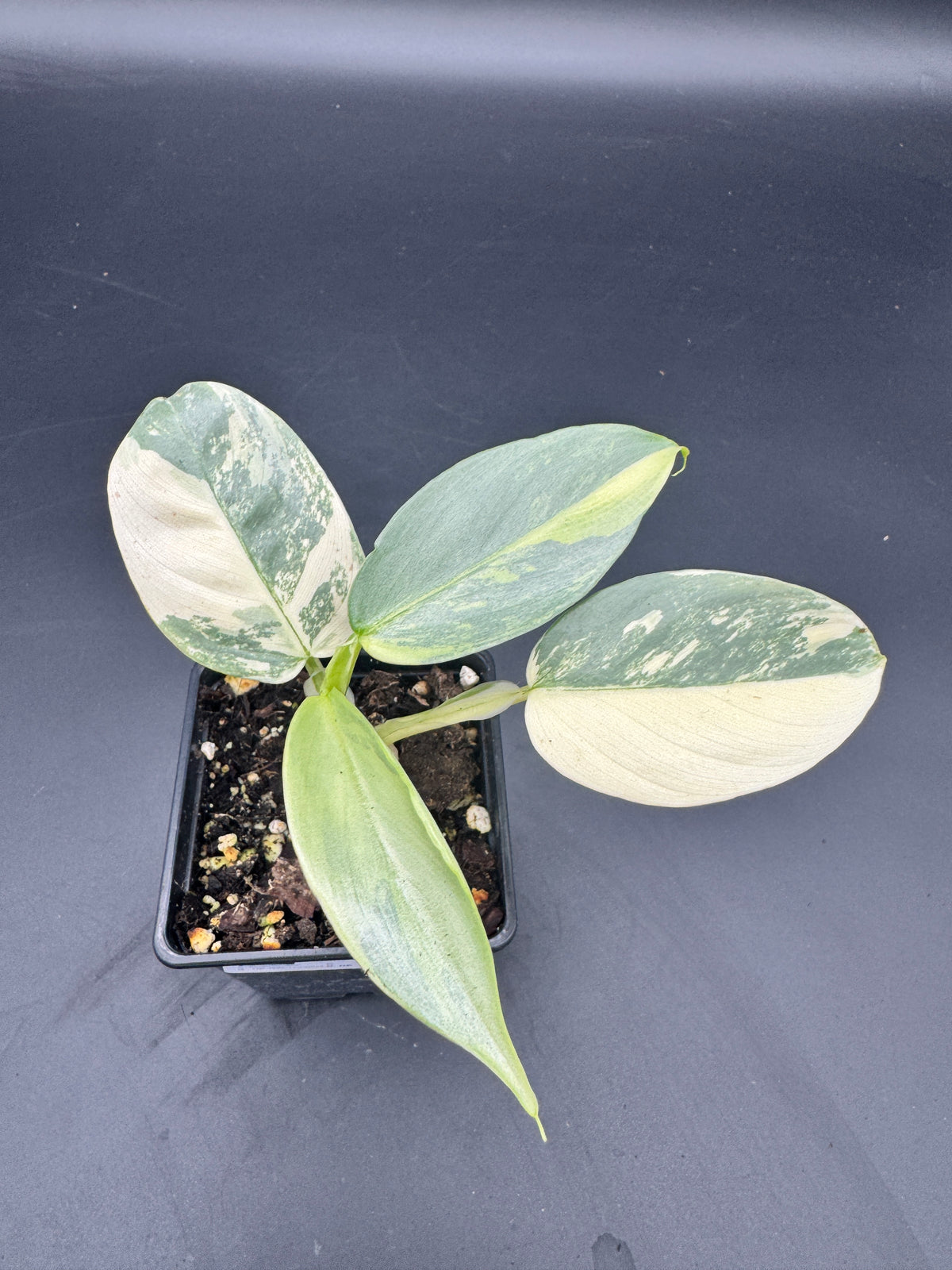 Philodendron Silver Sword variegata