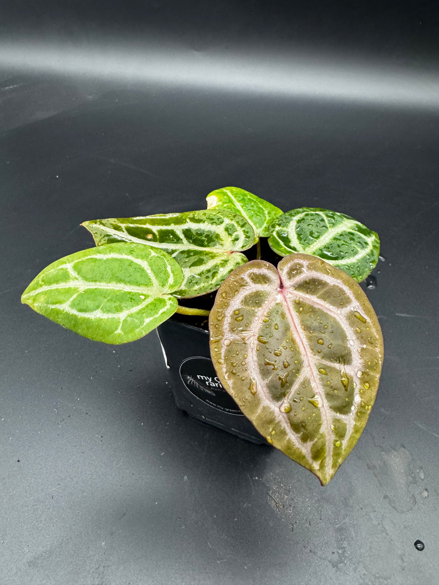 Anthurium Michelle x Michelle
