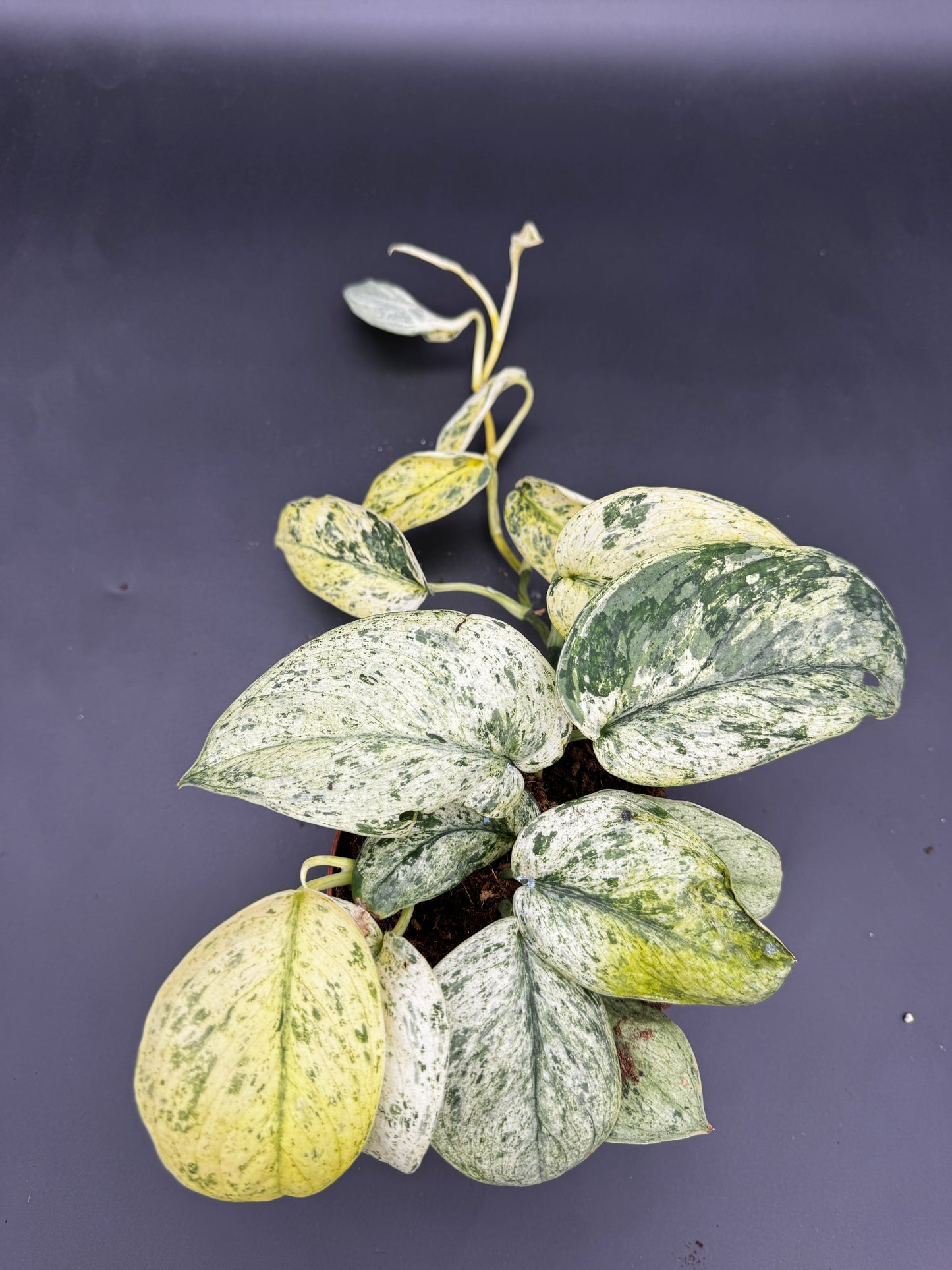 Scindapsus Jade Satin Creme brulee