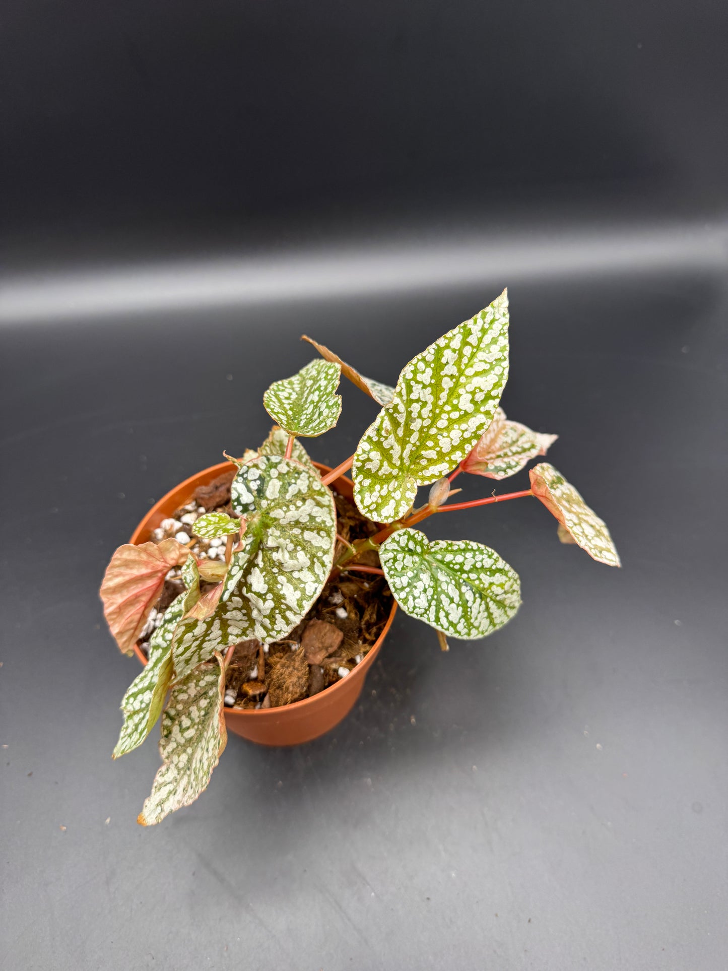 Begonia snow capped pink variegata