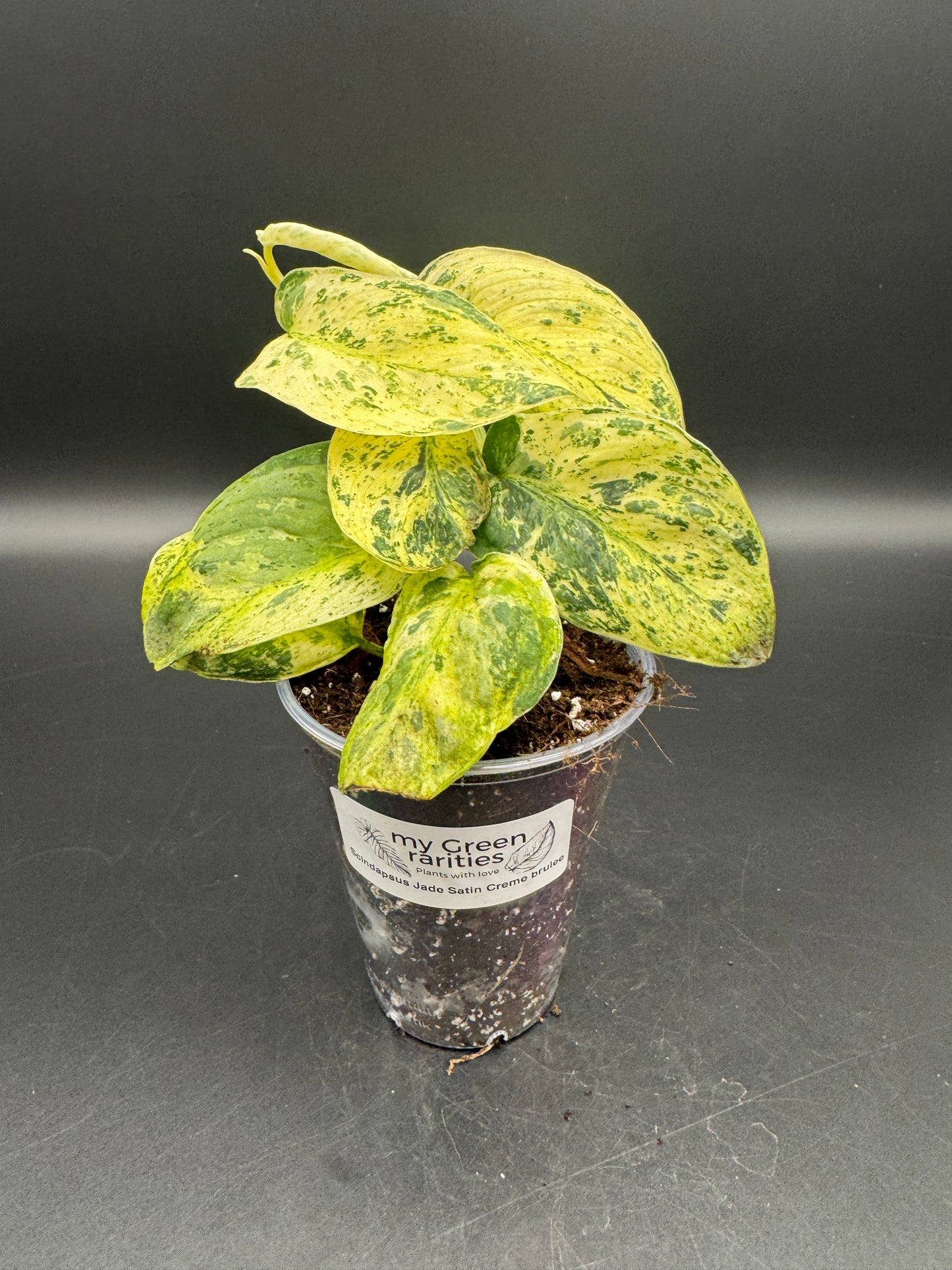 Scindapsus Jade Satin Creme brulee