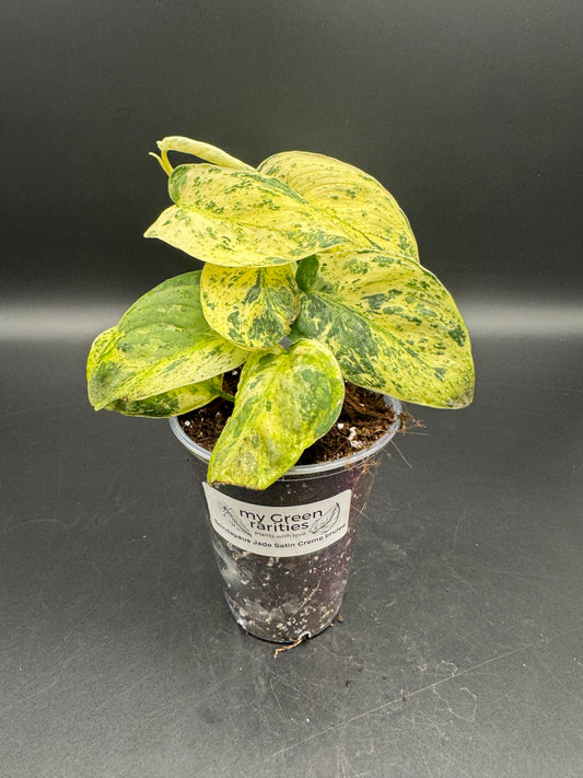 Scindapsus Jade Satin Creme brulee