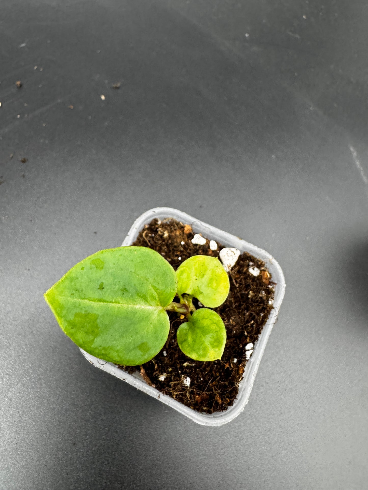 Michelle Hybrid Selection Trio