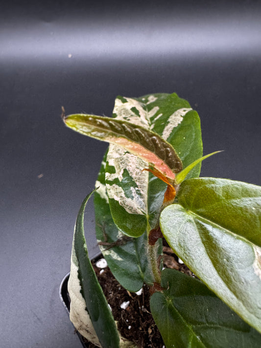 Ficus Sagittata Pink Variegata
