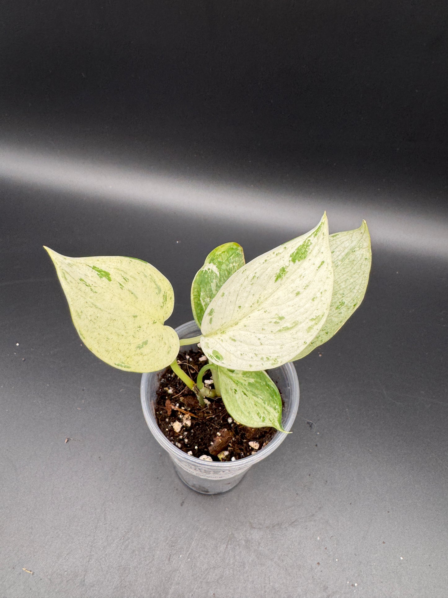 Scindapsus treubii Moonlight Marble var.