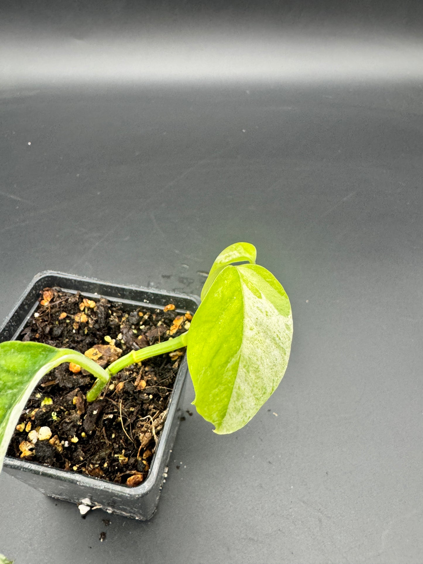 Epipremnum hanoman sp Bali