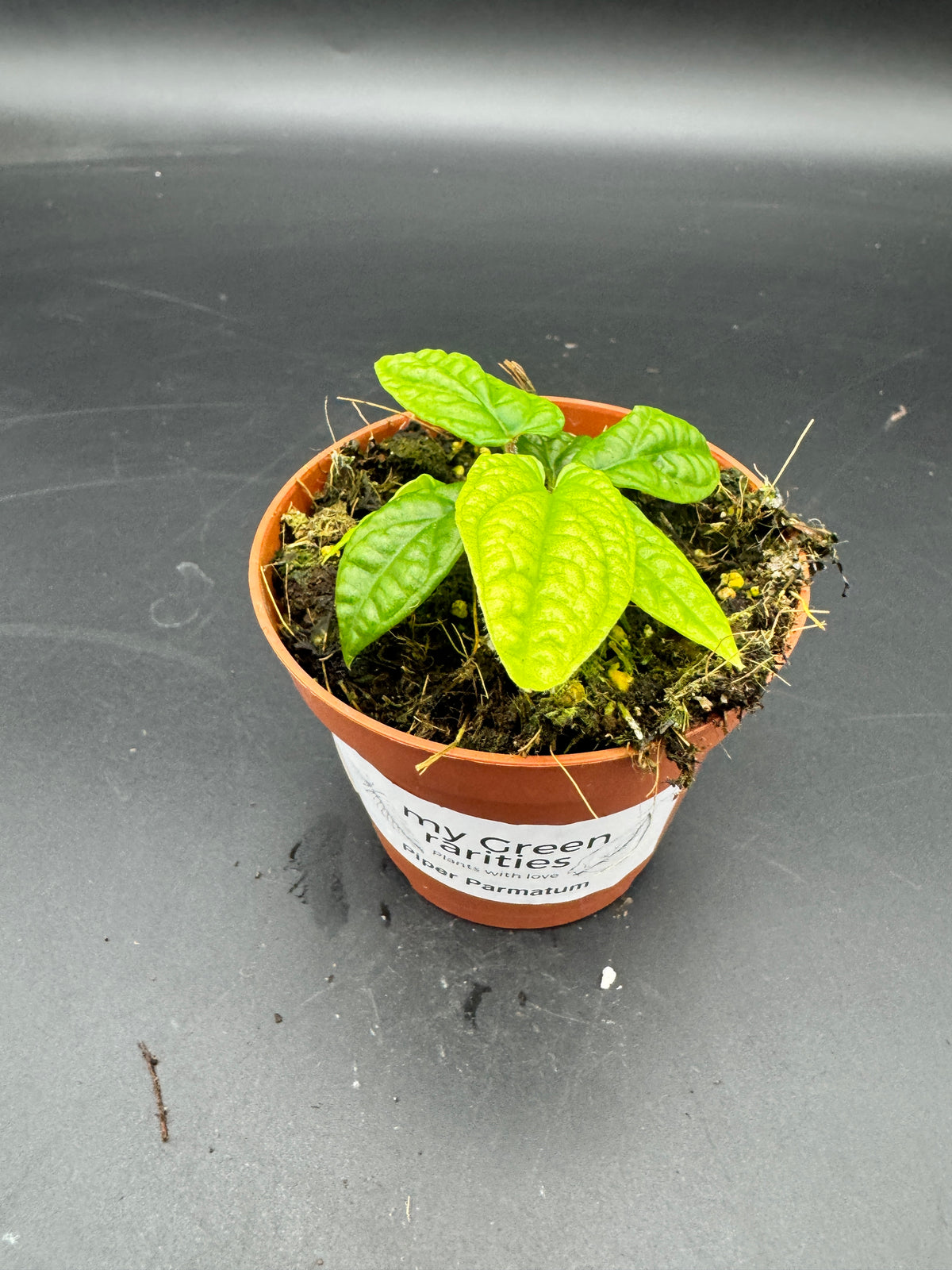 Piper parmatum