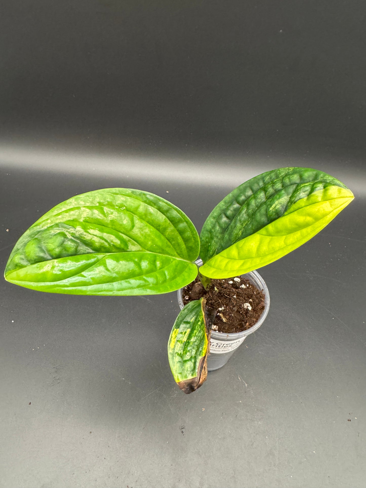 Monstera karstenanium Peru variegata