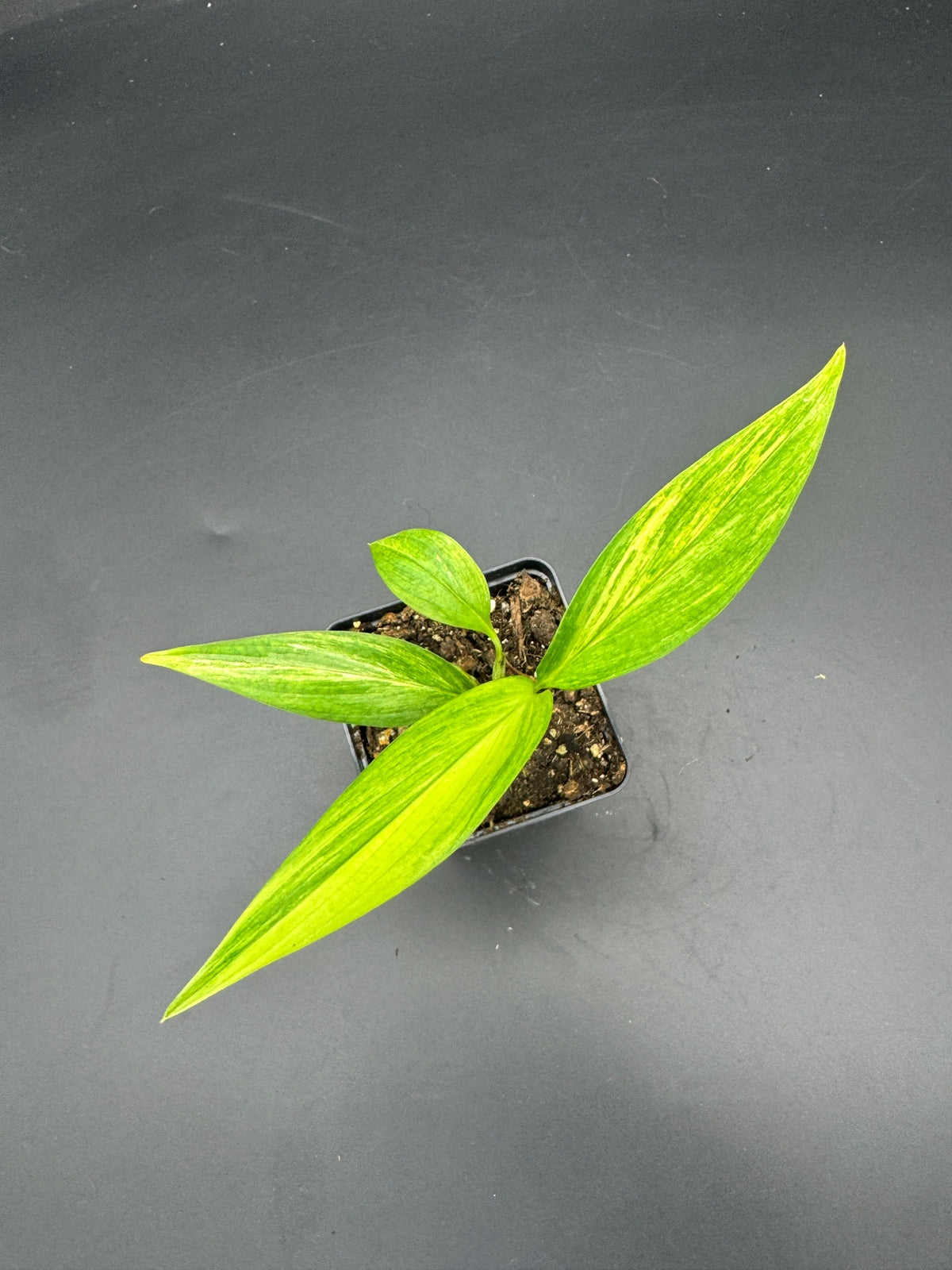 Epipremnum amplissimum Aurea variegata