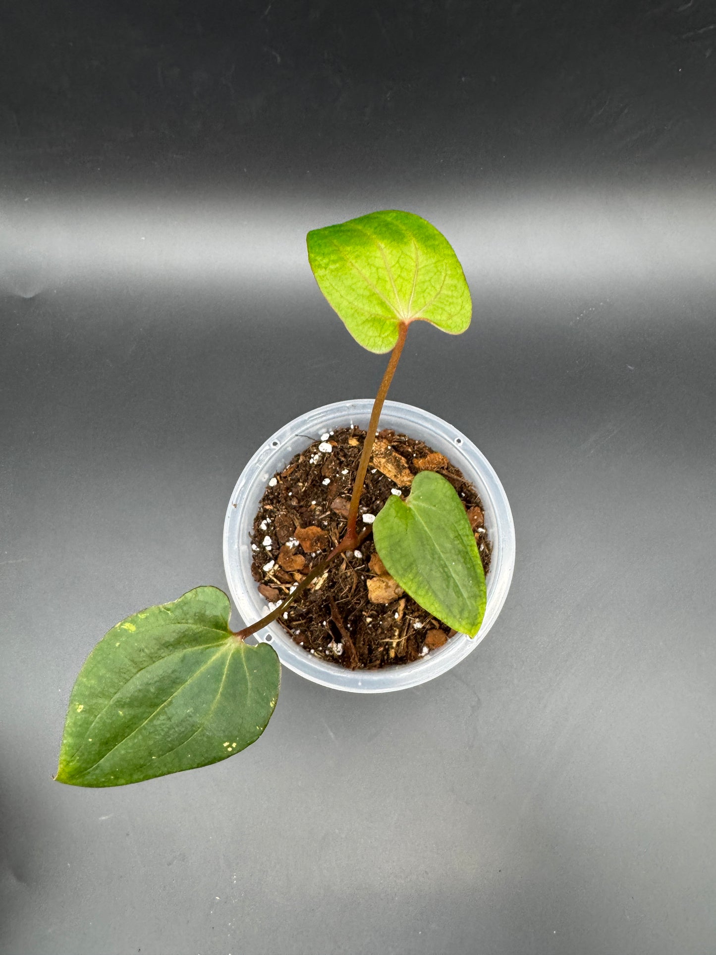 Anthurium Ace of Spades dark form x Dark Phoenix