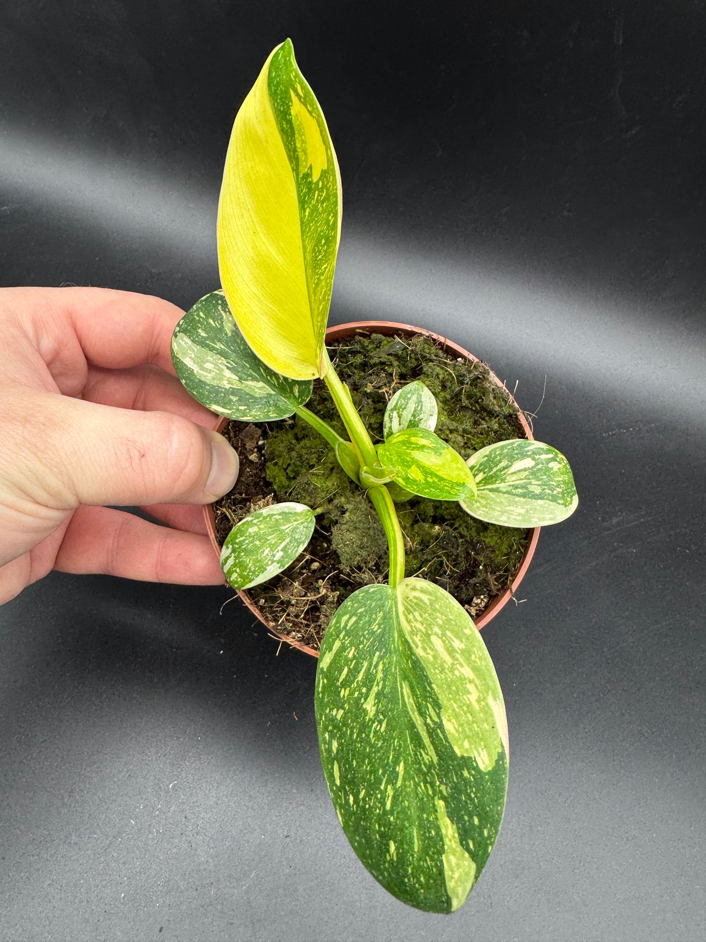 Philodendron Green Kongo variegata