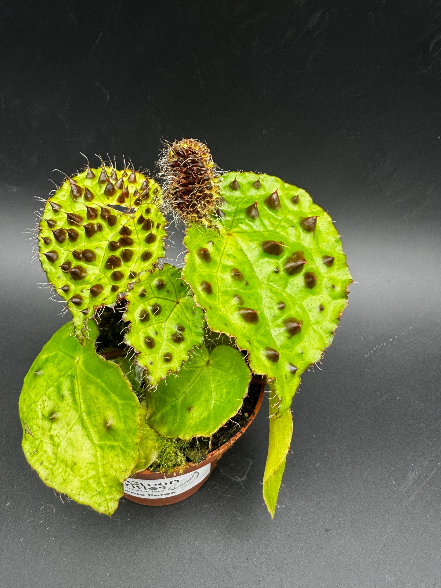 Begonia Ferox