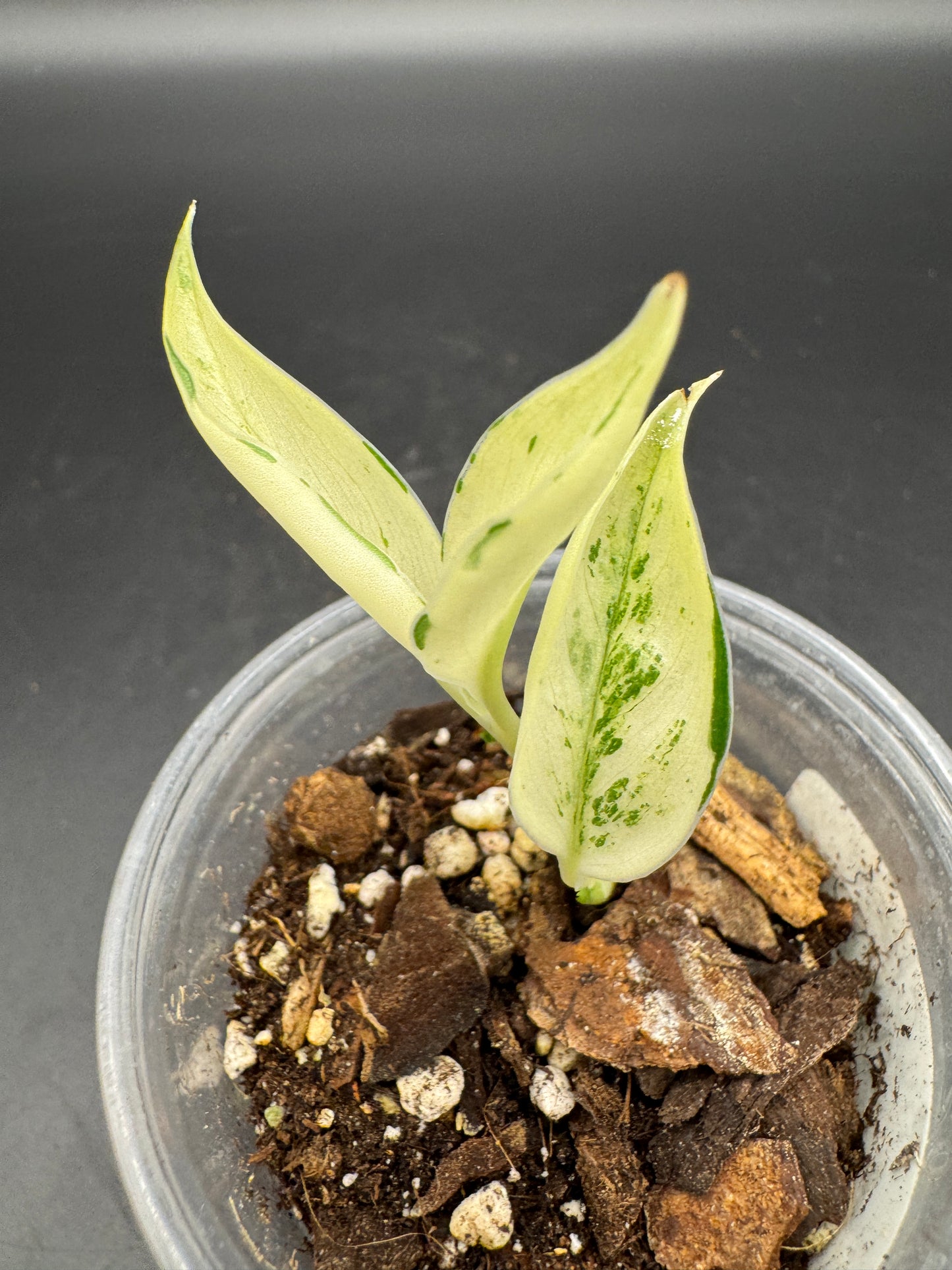 Scindapsus super Star