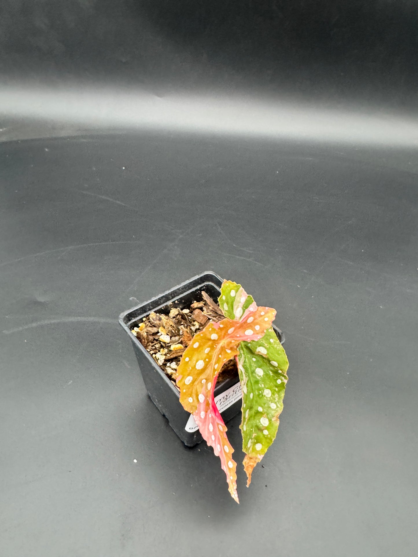 Begonia maculata pink variegata