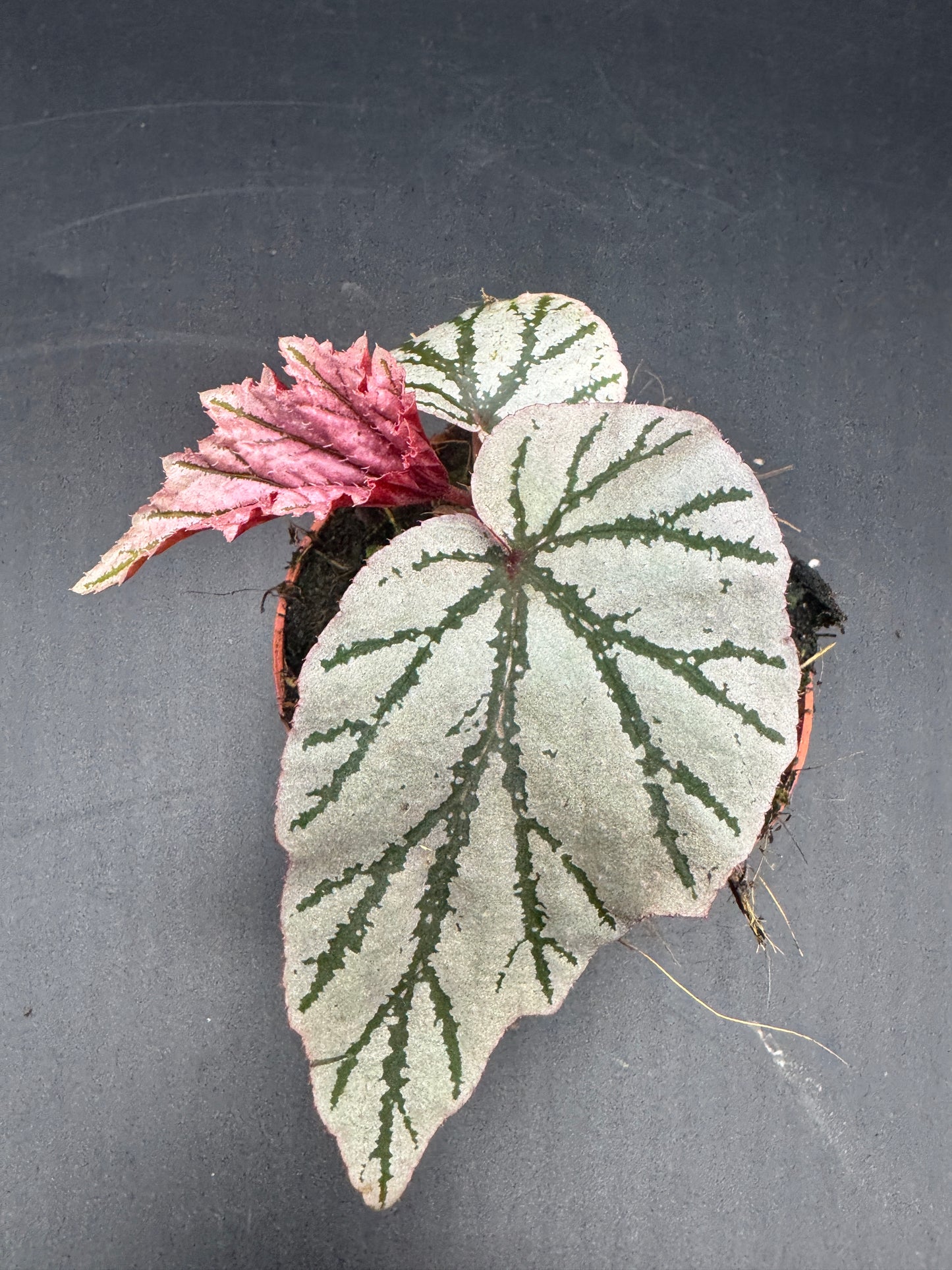 Begonia LaMoon