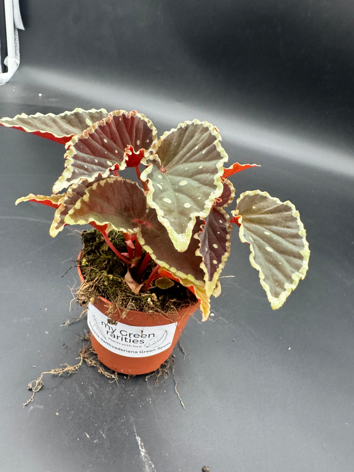 Begonia Darthvaderiana Green Spots