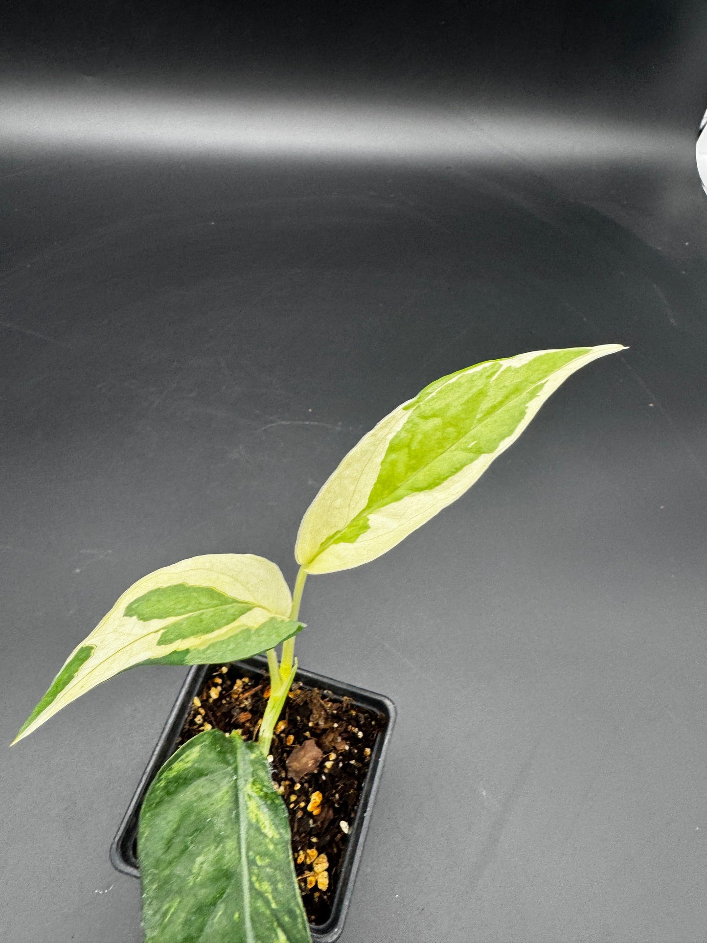 Epipremnum pinnatum Ghostie