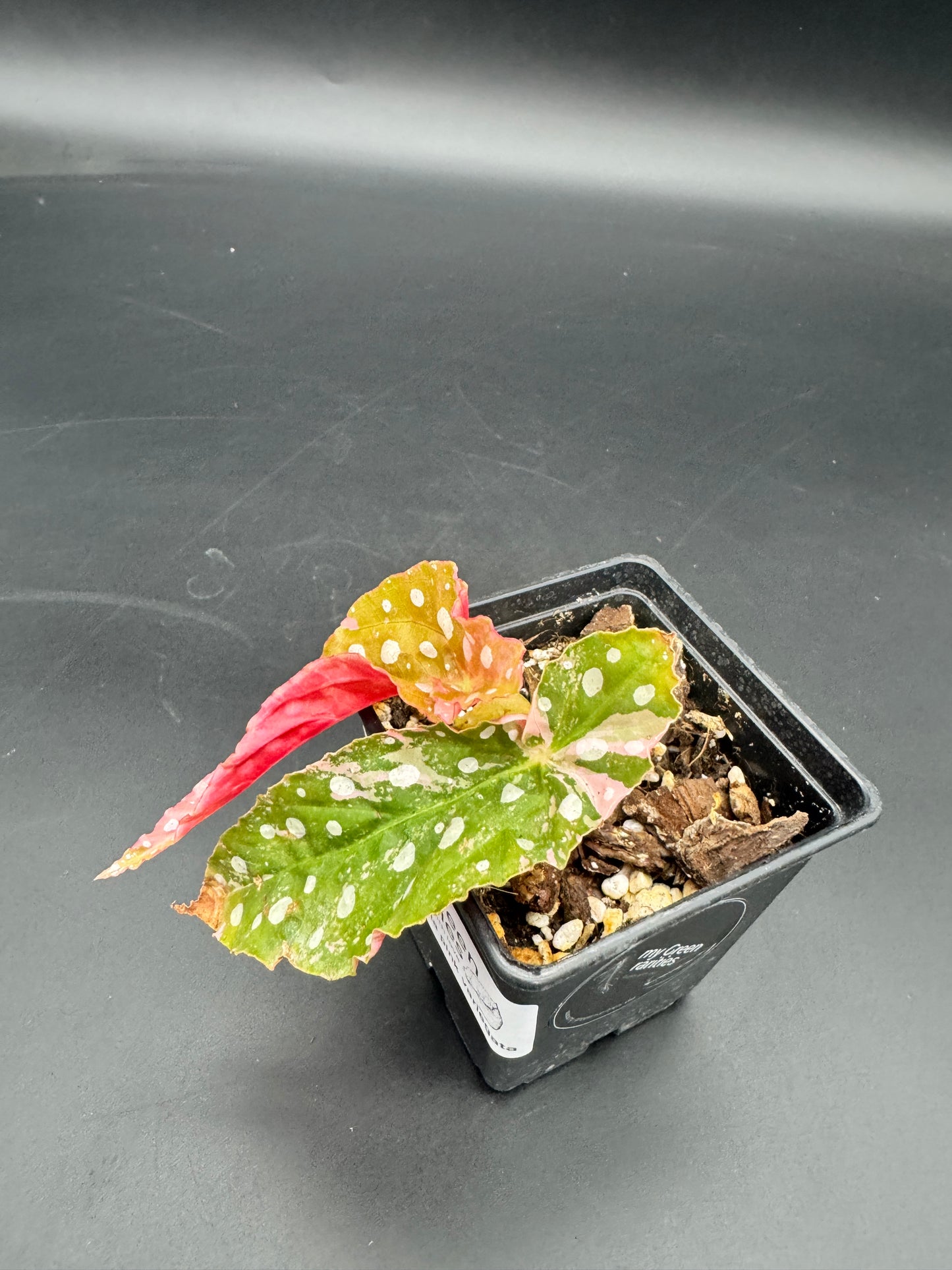 Begonia maculata pink variegata