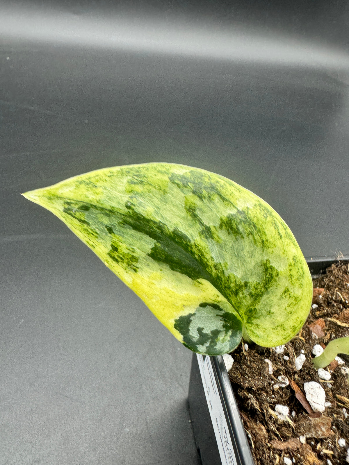Scindapsus Mayari