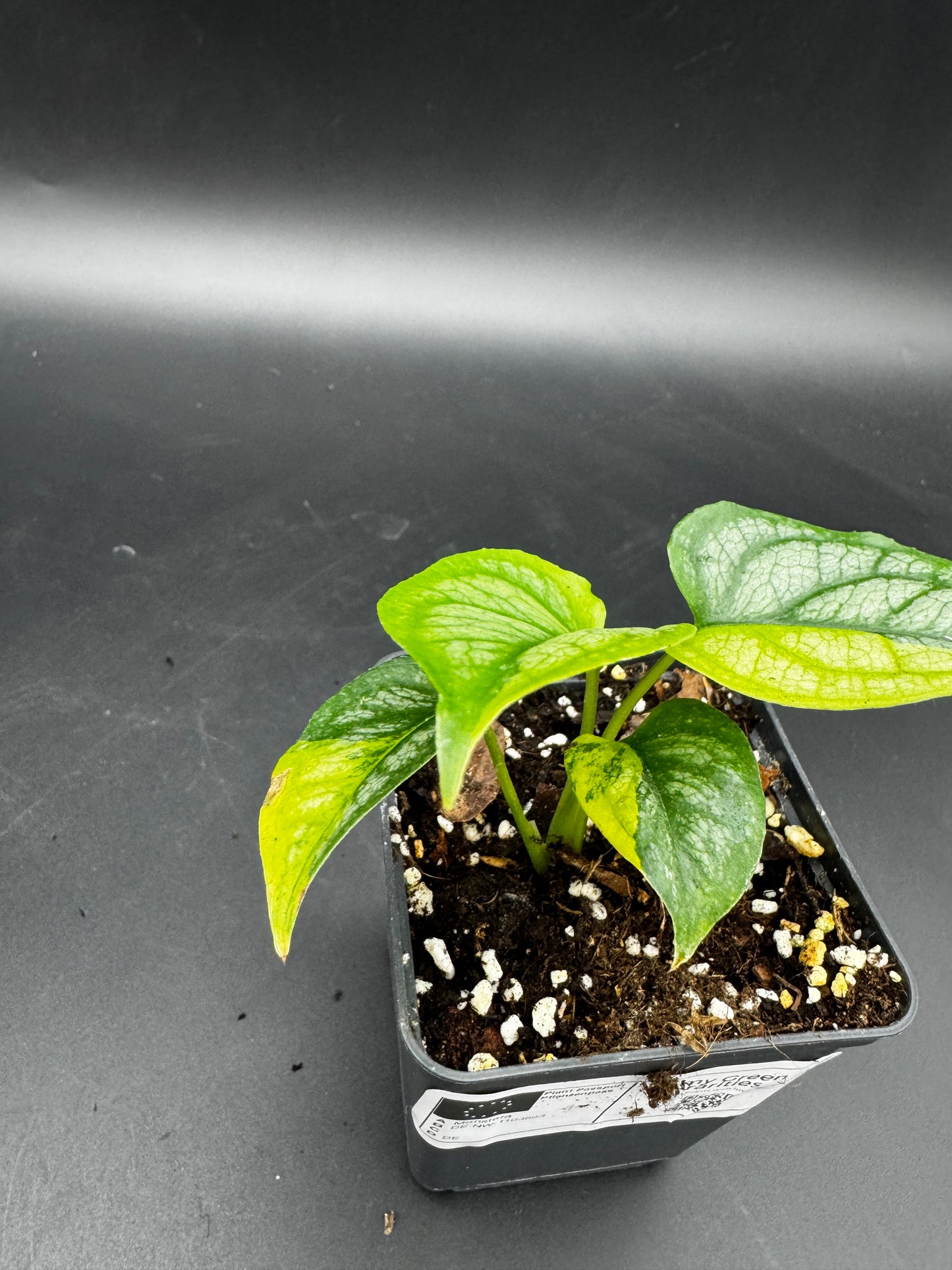 Monstera siltepecana Aurea variegata