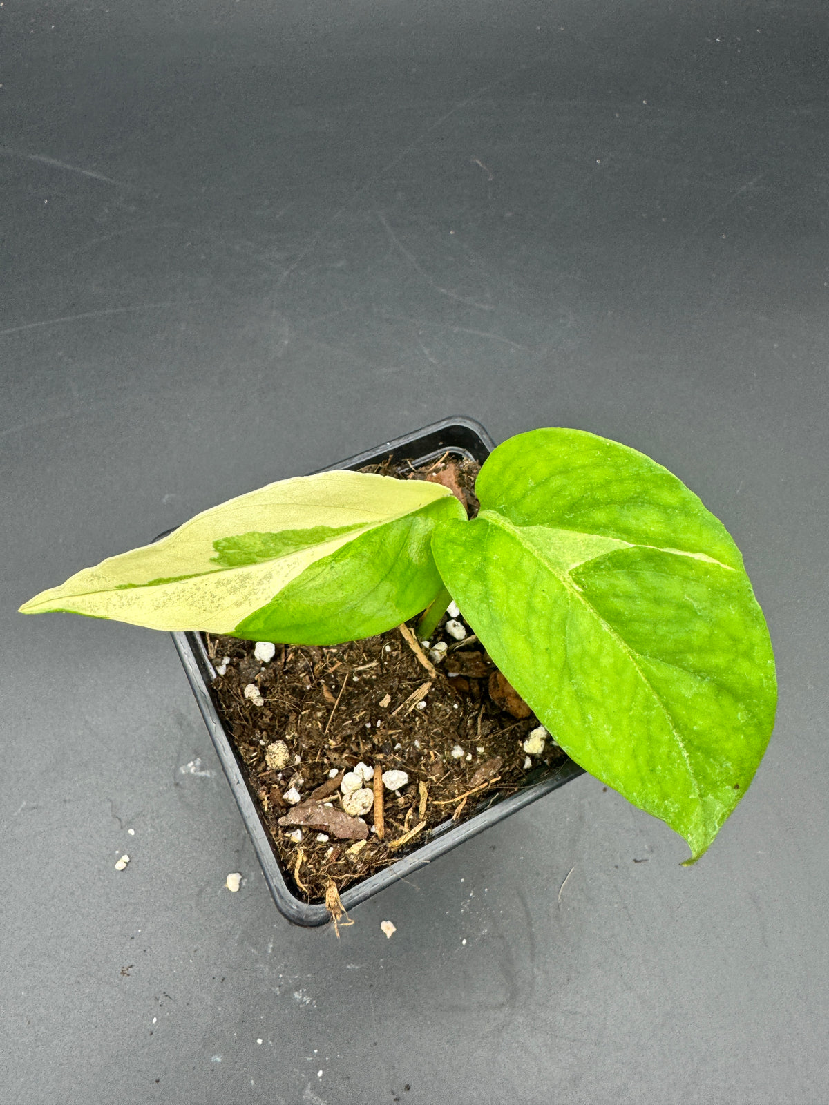 Epipremnum pinnatum Ghostie