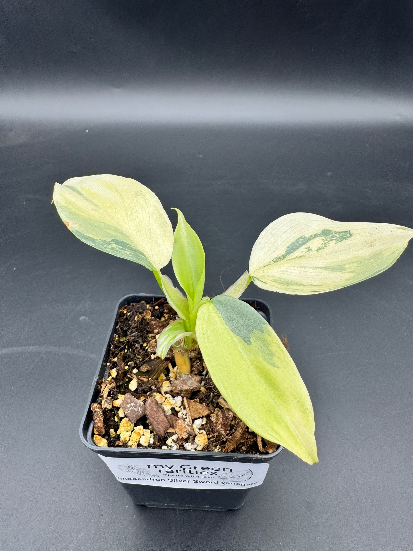 Philodendron Silver sword variegata