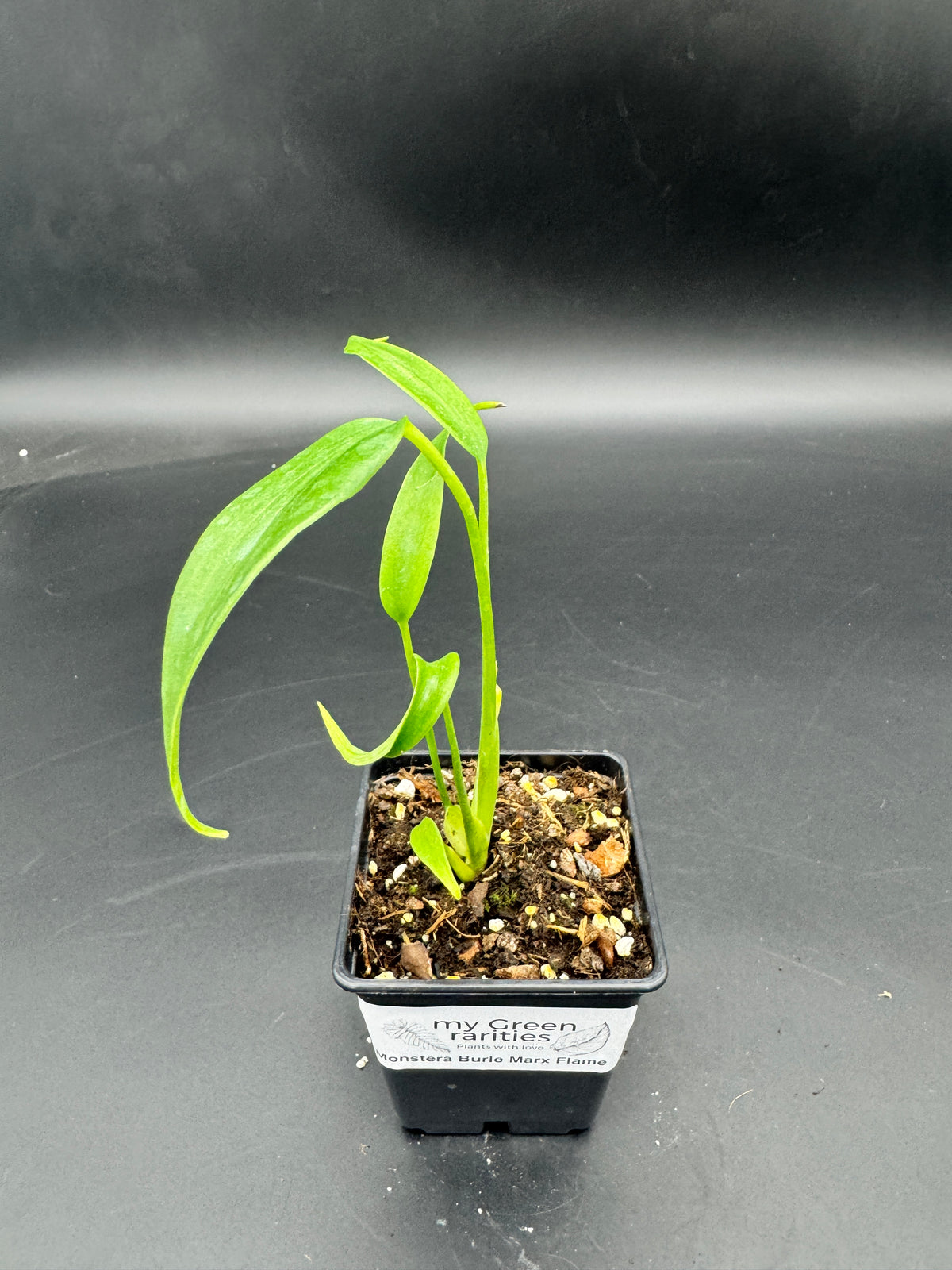 Monstera burle marx Flame