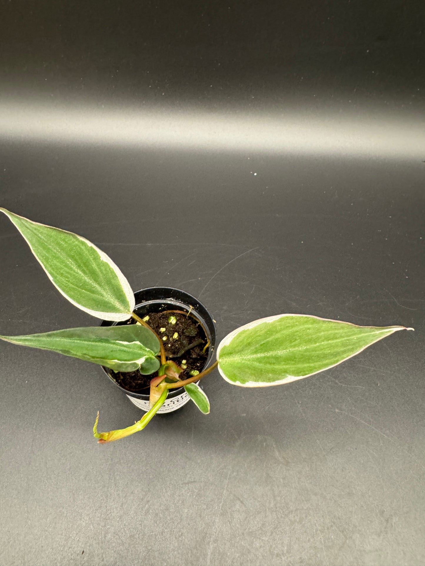 Philodendron micans velvet halo variegata