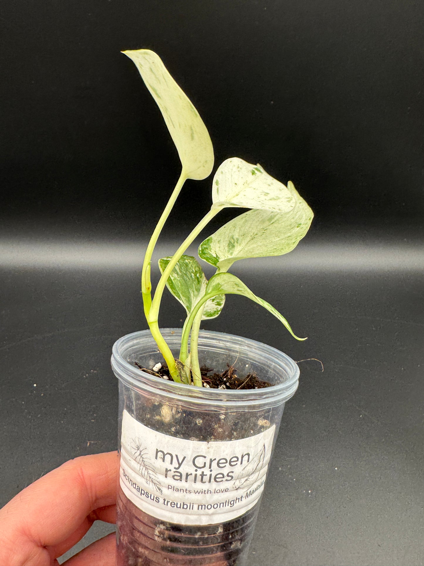 Scindapsus treubii Moonlight Marble var.