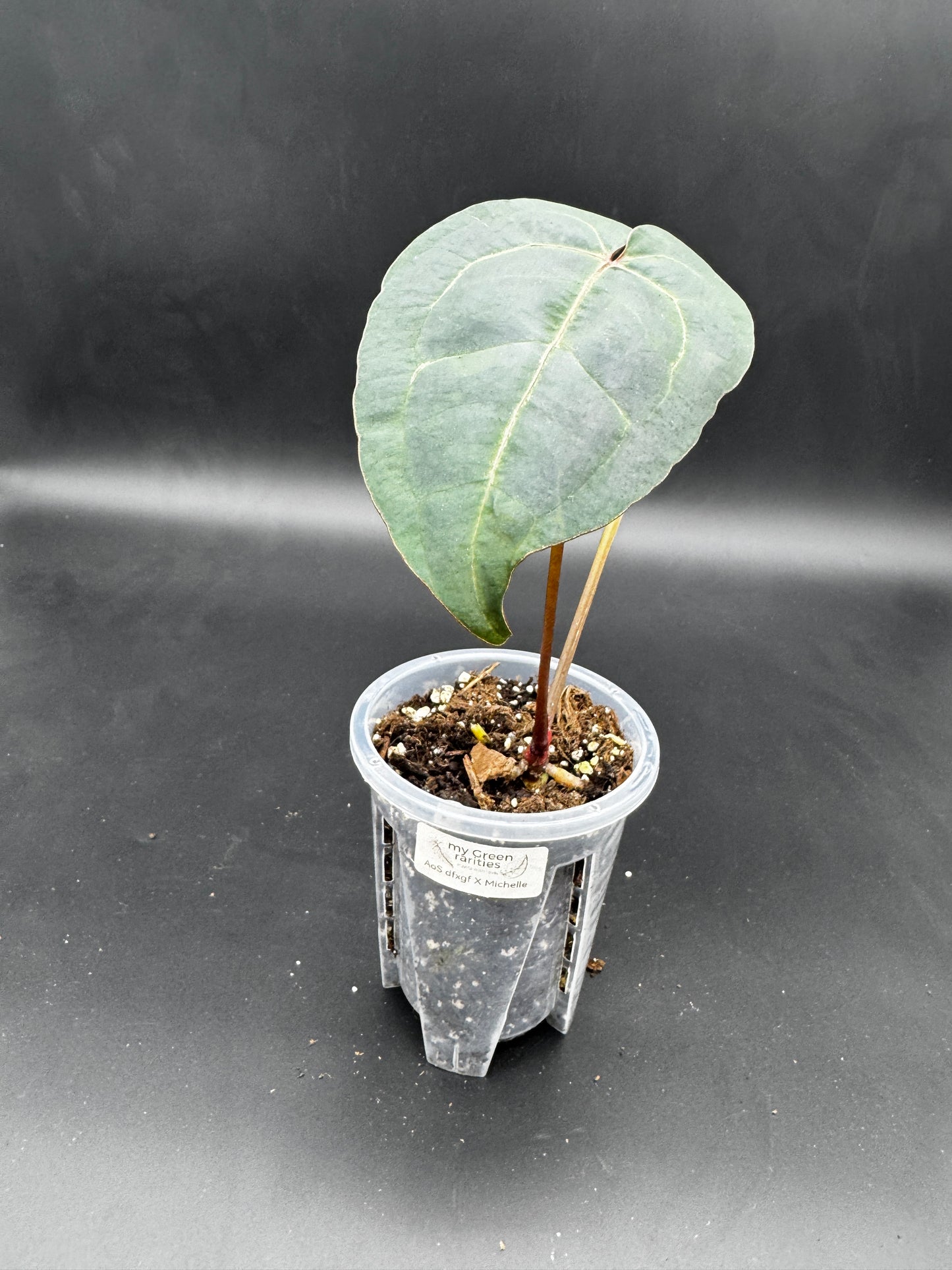Anthurium AoS dfxgf × Michelle