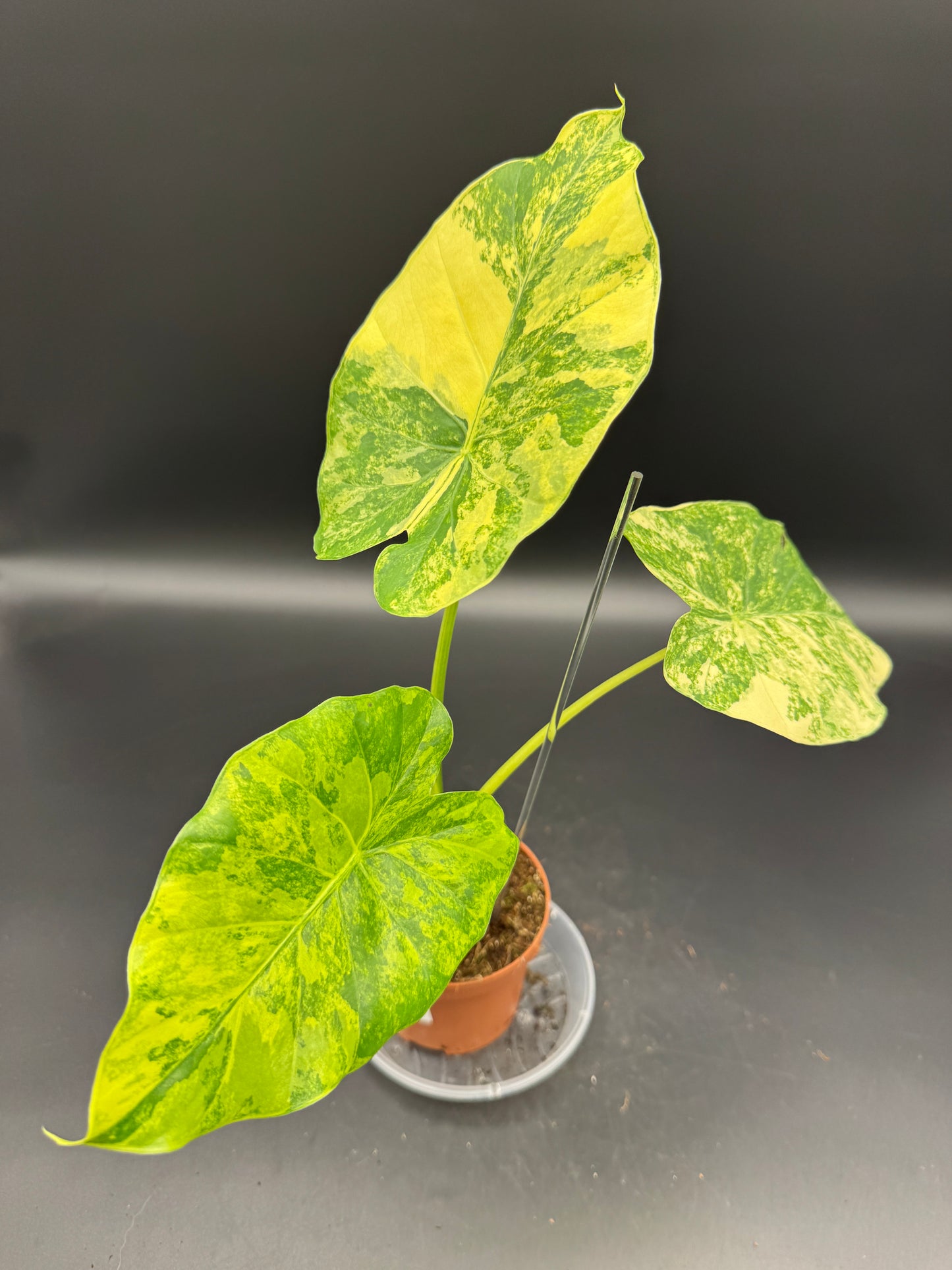 Alocasia Gageana Aurea