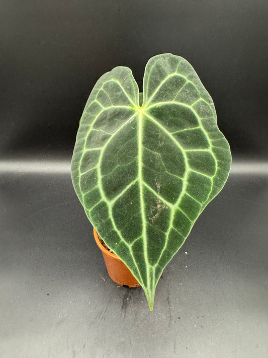 Anthurium clarinervium