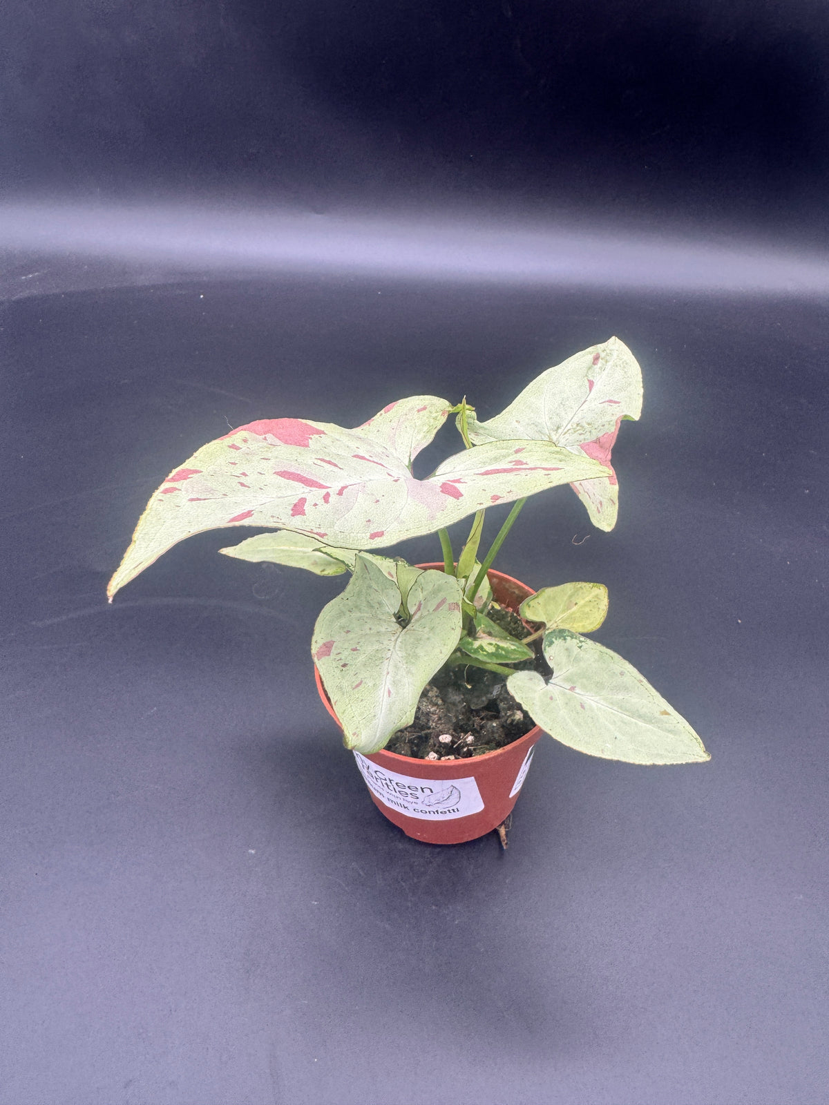 Syngonium milk confetti