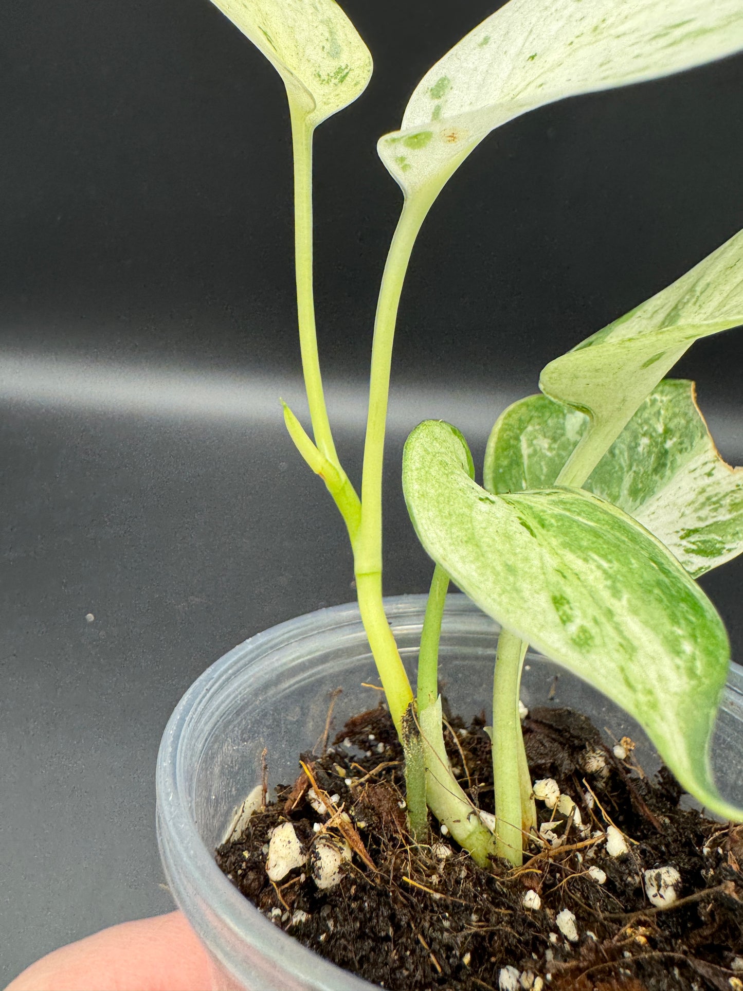 Scindapsus treubii Moonlight Marble var.