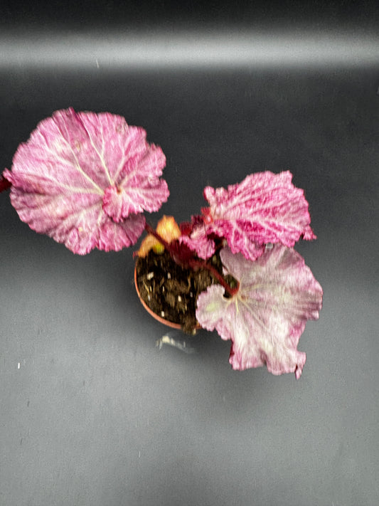 Begonia pink Panther