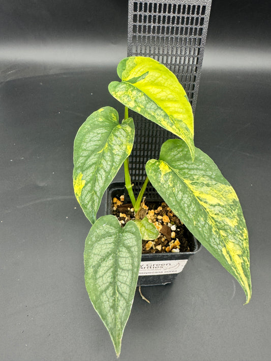 Monstera Siltepecana Aurea variegata