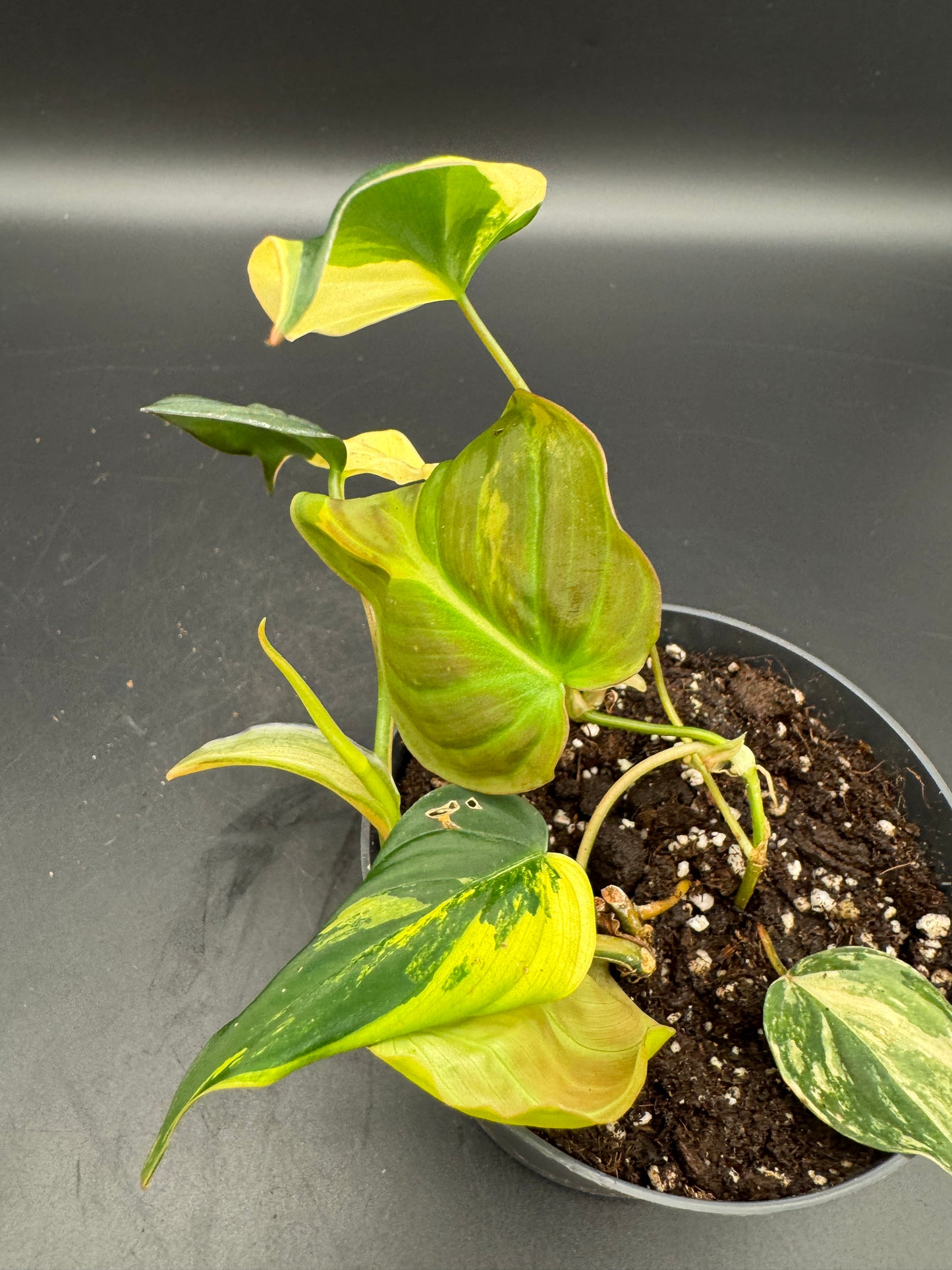 Philodendron micans variegata