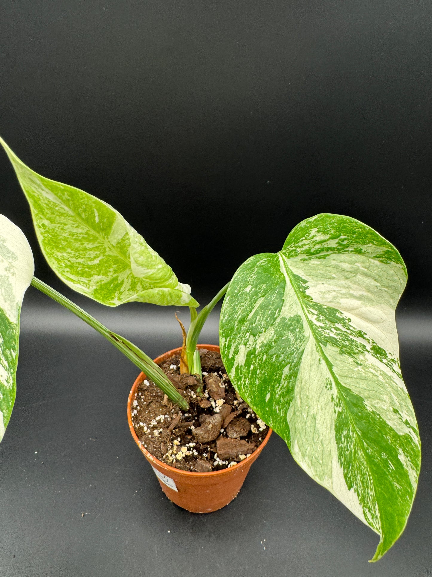 Monstera deliciosa variegata