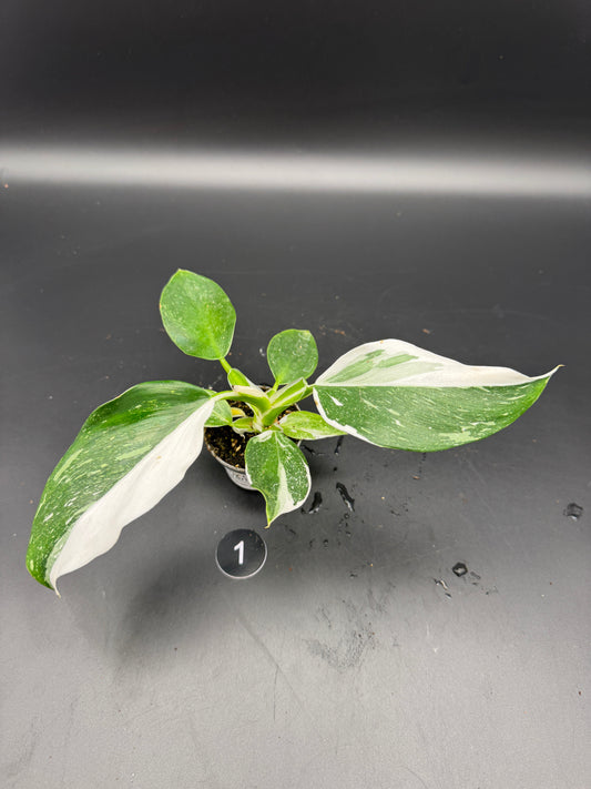 Philodendron White wizard