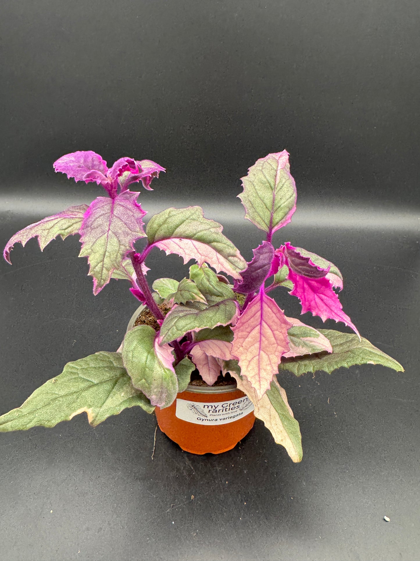 Gynura variegata