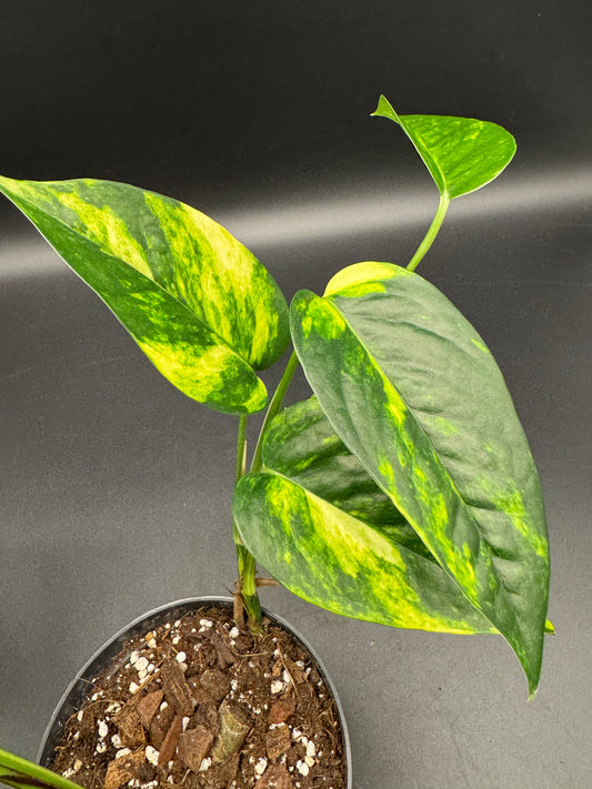 Epipremnum pinatum kujang yellow Flame