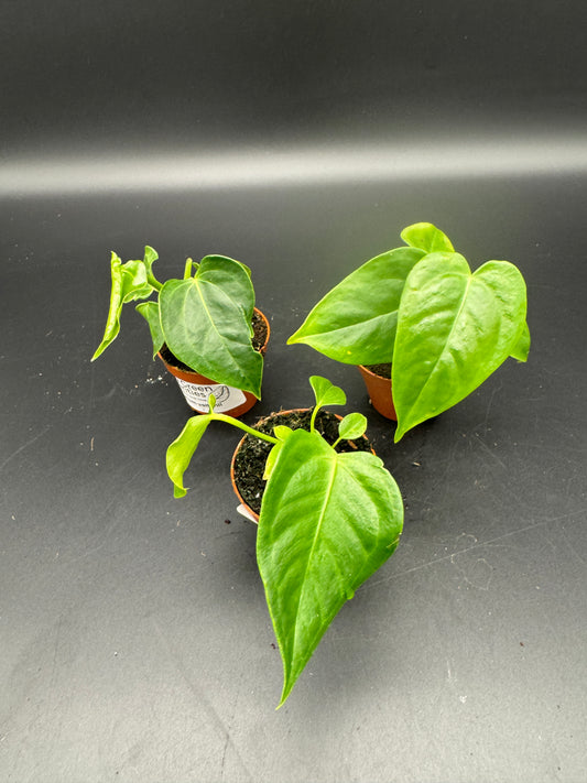 Anthurium Veitchii