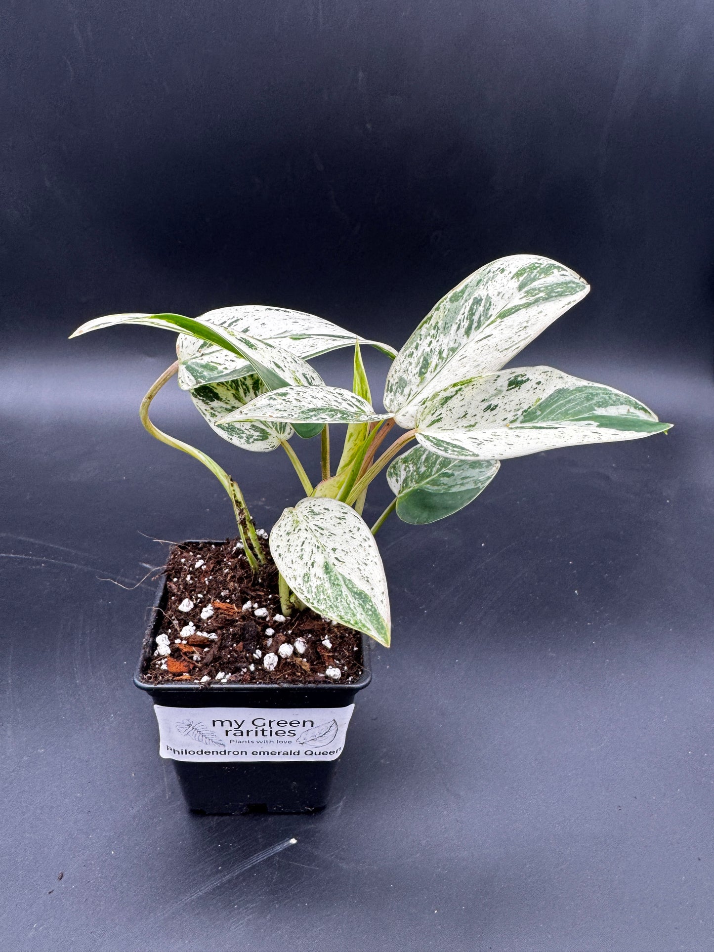 Philodendron Emerald Queen Varia
