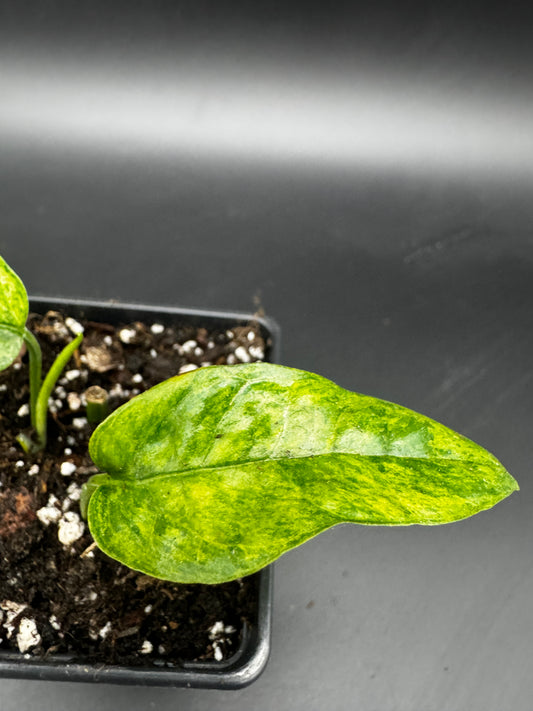 Epipremnum pinnatum mint variegata