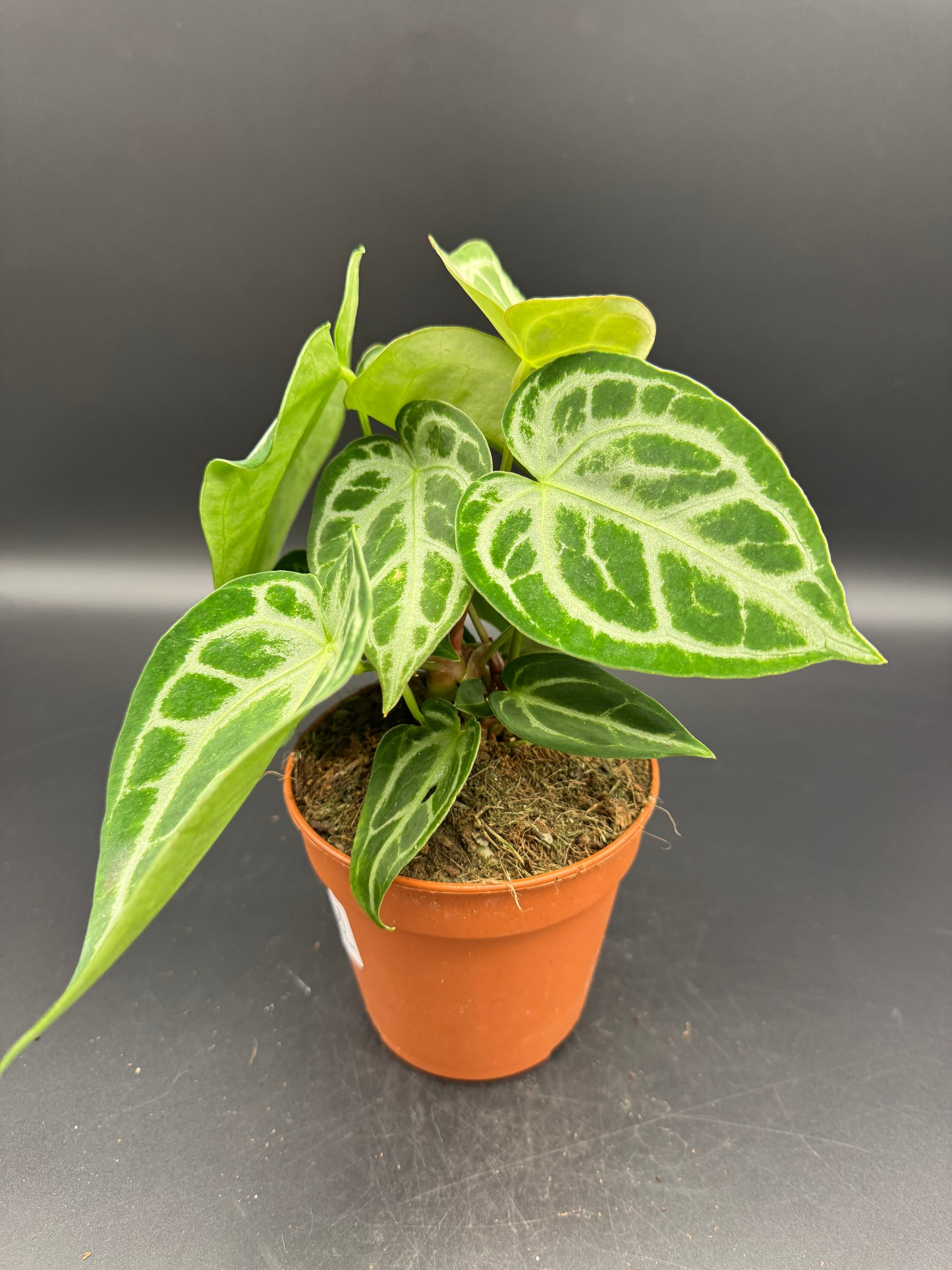 Anthurium Silver blush