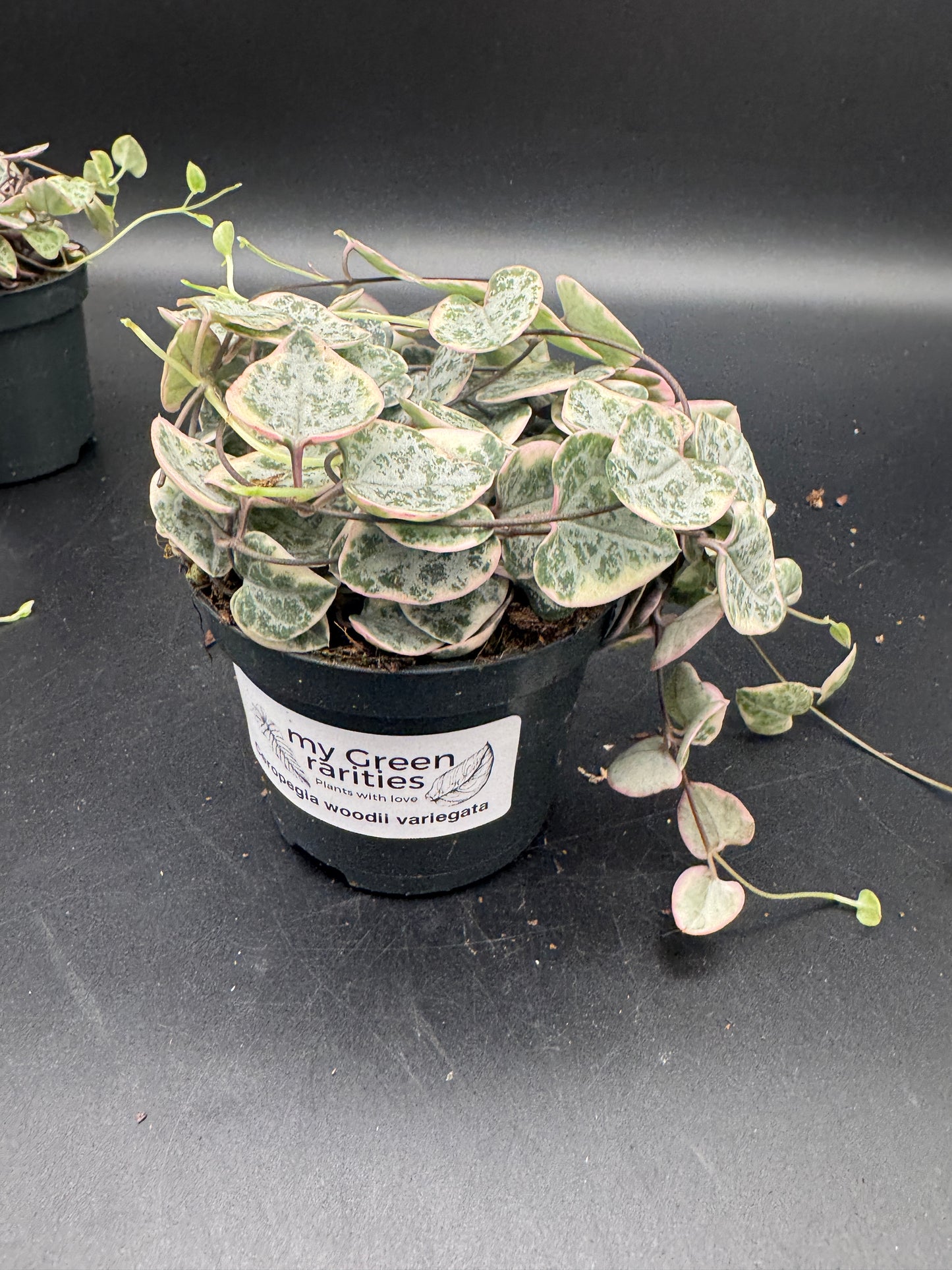 Ceropegia Woodii variegata