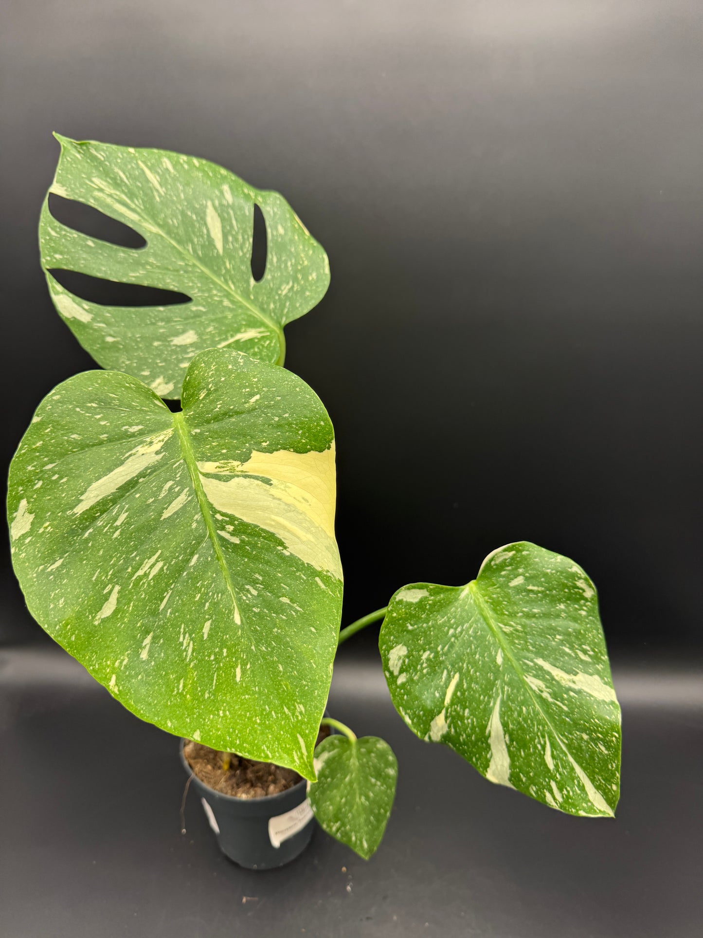 Monstera Thai Constellation