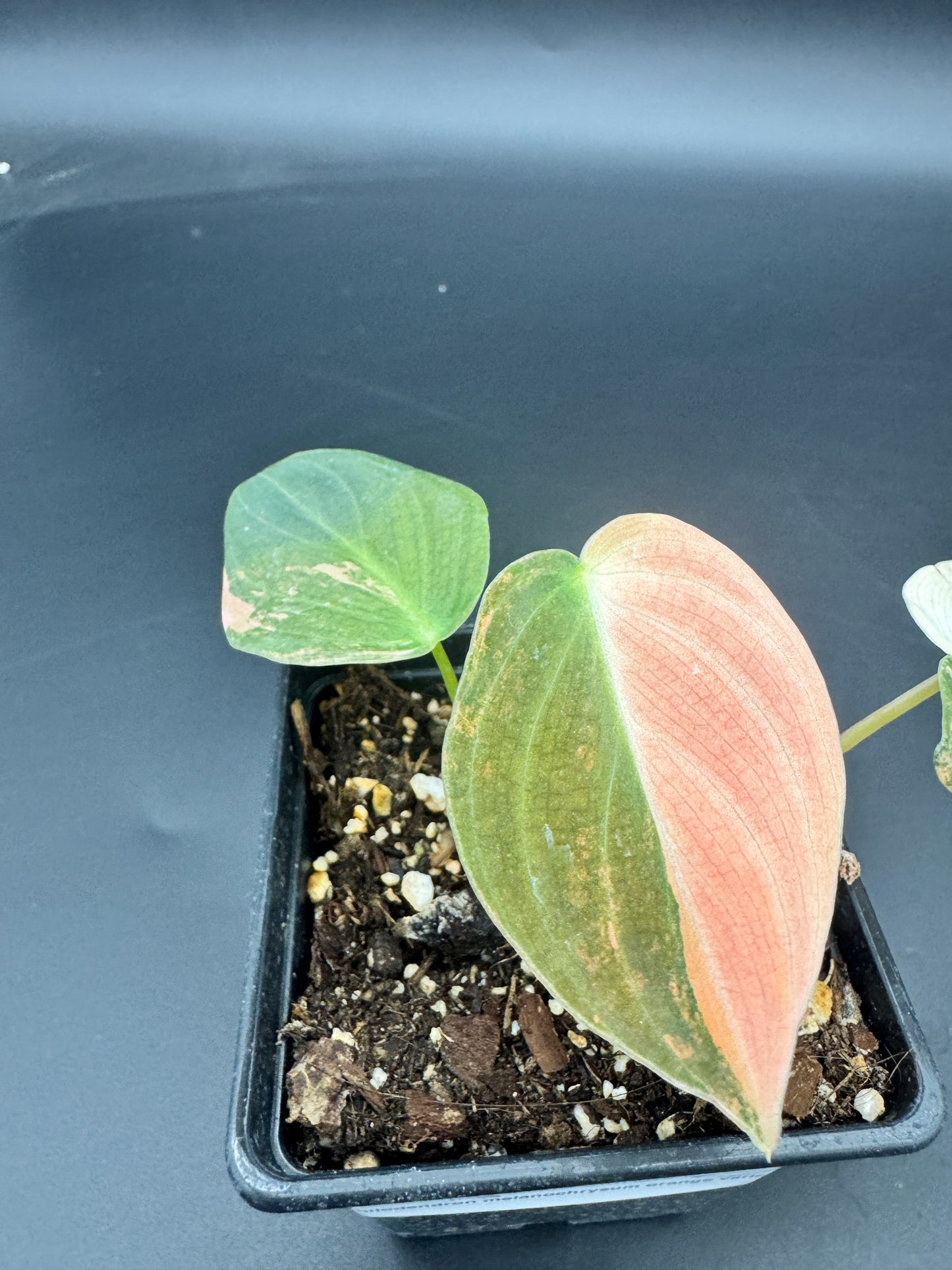 Philodendron melanochrysum orange variegata