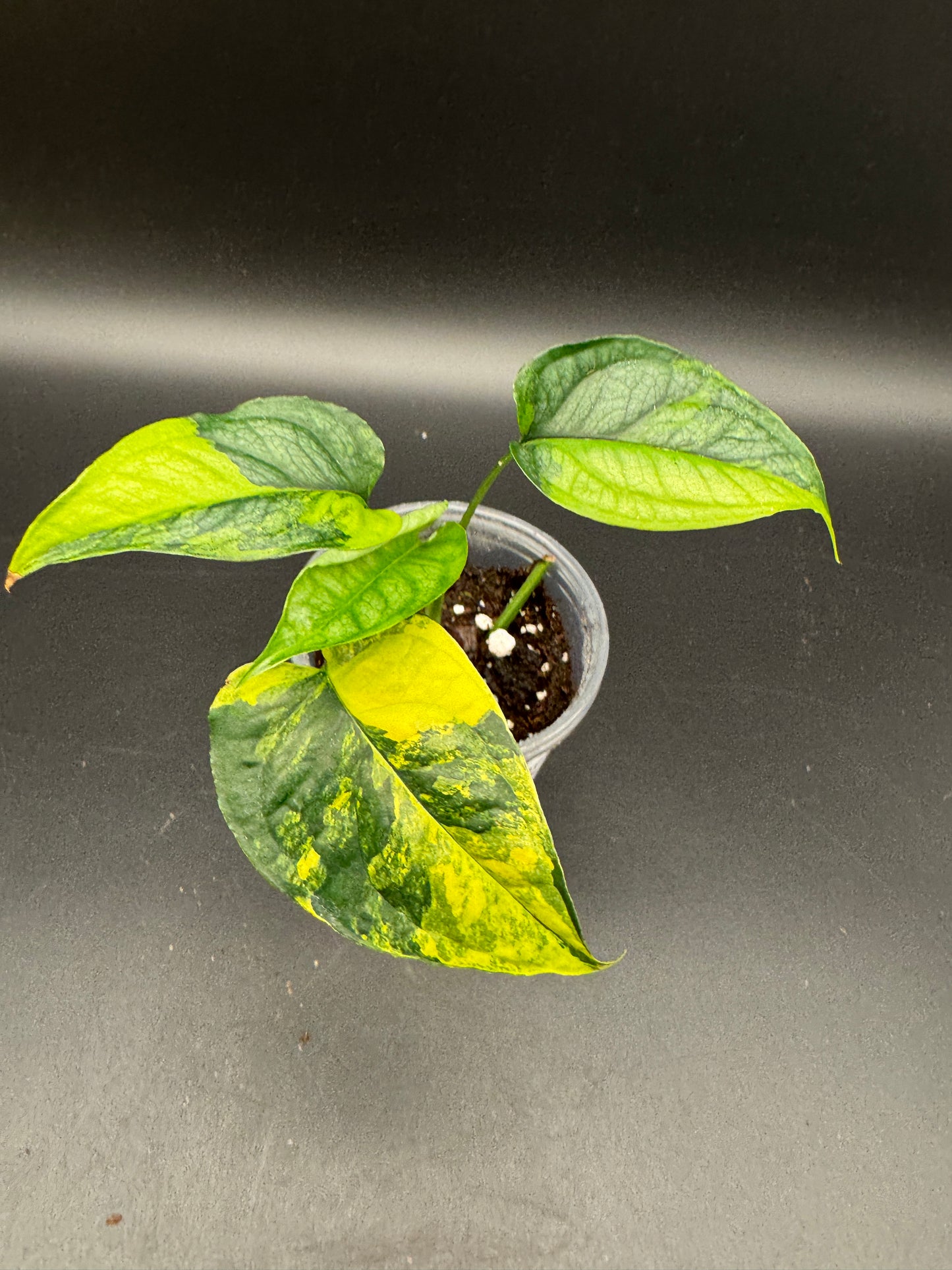 Monstera siltepecana Aurea